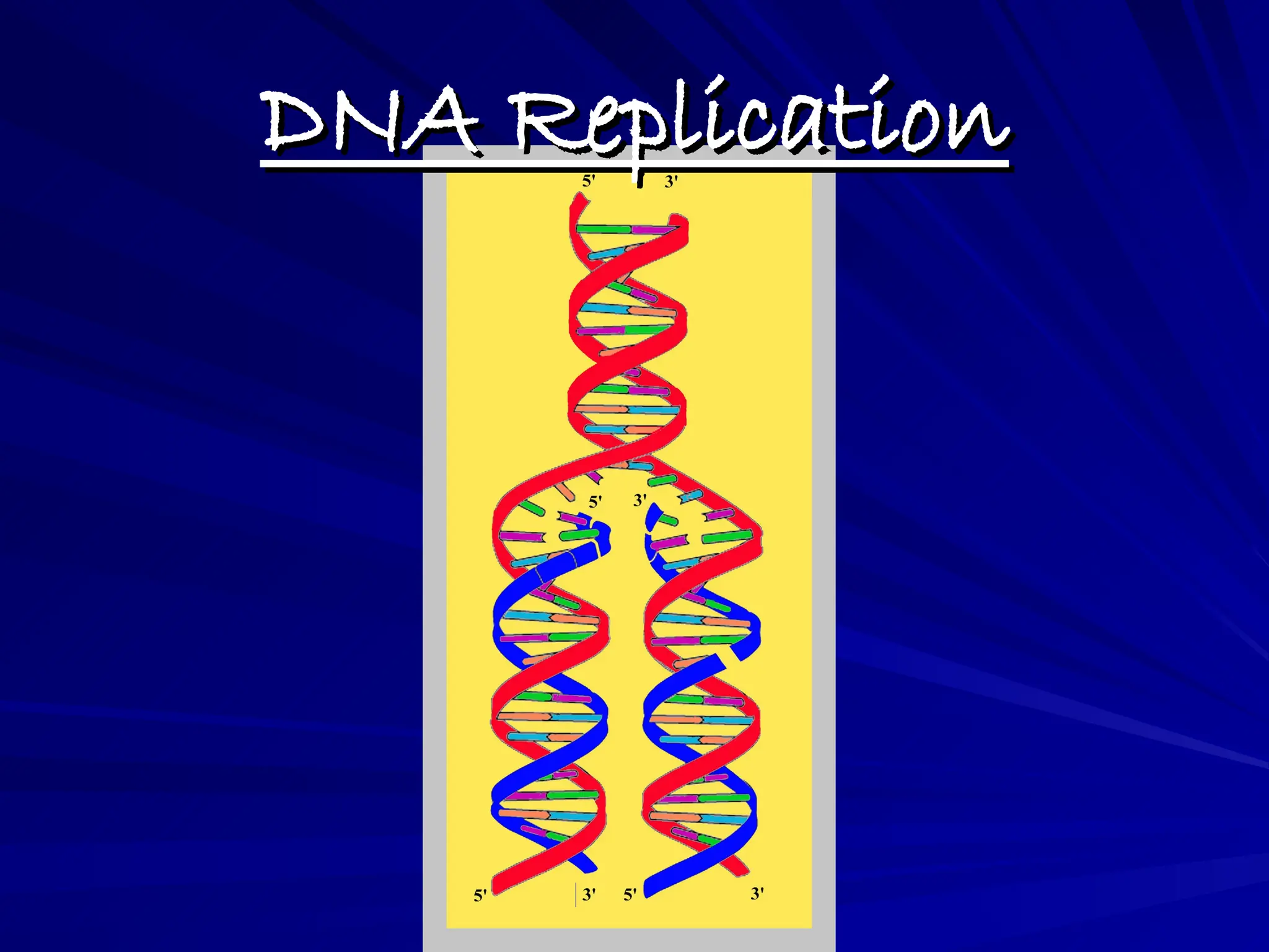 DNA Replication completed in-full picture.ppt