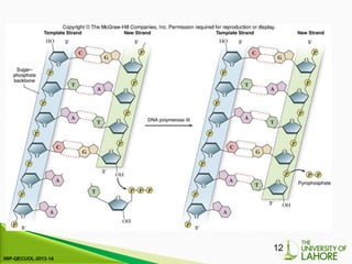 Comprehensive Overview of DNA Replication and Repair Mechanisms in ...