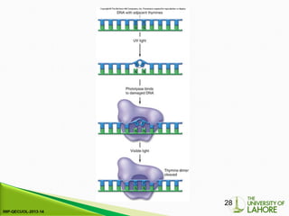 Comprehensive Overview of DNA Replication and Repair Mechanisms in ...