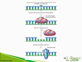 Comprehensive Overview of DNA Replication and Repair Mechanisms in ...