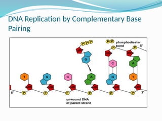 Comprehensive Overview of DNA Replication Mechanisms in Prokaryotes | PPTX
