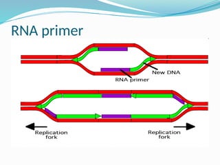 Comprehensive Overview of DNA Replication Mechanisms in Prokaryotes | PPTX