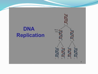 Comprehensive Overview of DNA Replication Mechanisms in Prokaryotes | PPTX