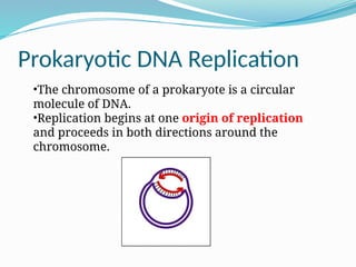 Comprehensive Overview of DNA Replication Mechanisms in Prokaryotes | PPTX