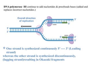 Incorrect Dna Replication Comprehensive Overview of DNA Replication in Molecular Biology | PPTX