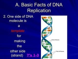 Fact Strand Comprehensive Overview of DNA Replication and RNA Differences | PPT