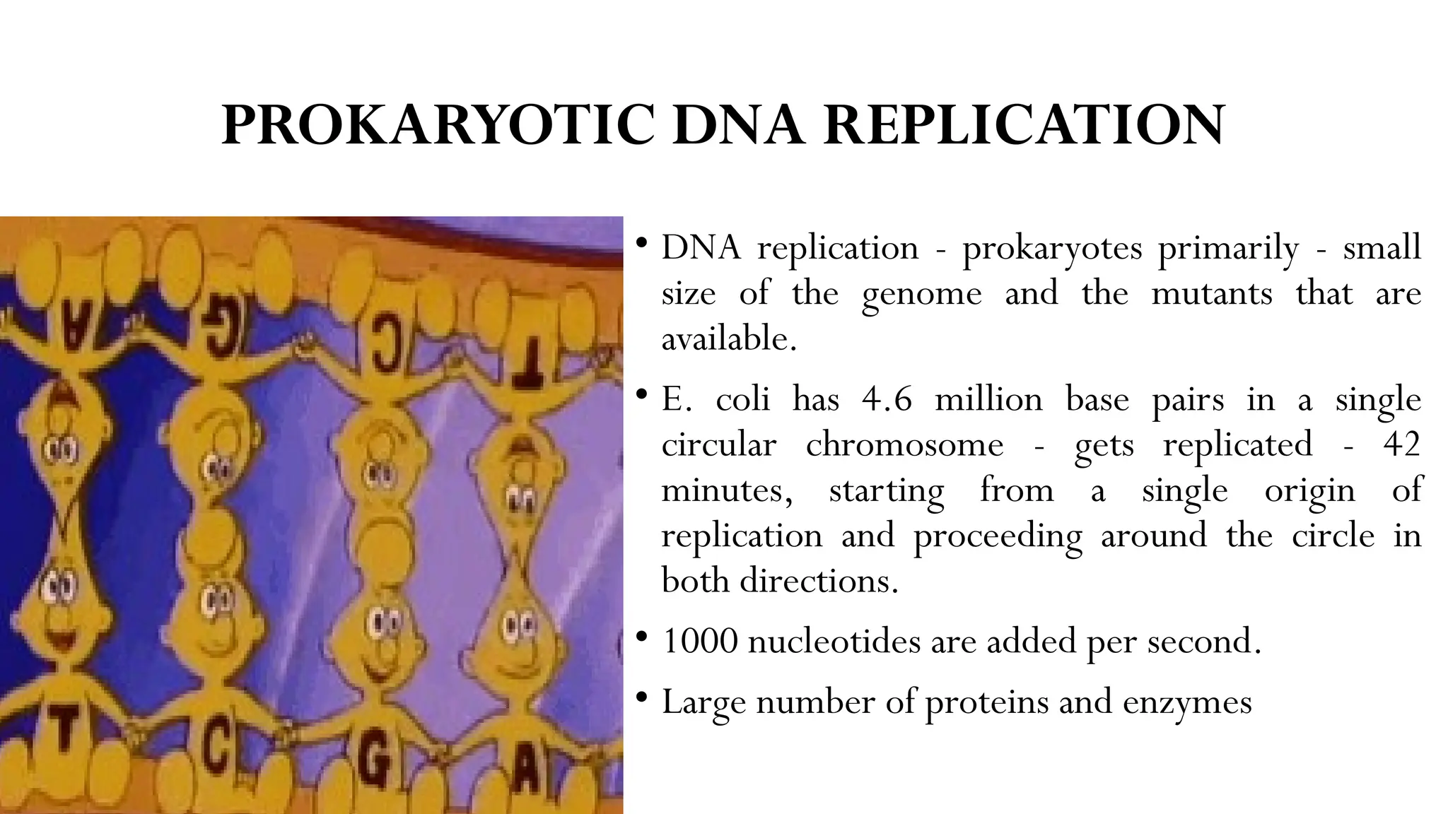 Dna Replication Prokaryotes Eukaryotes Pptx