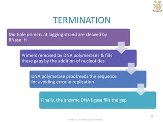 DNA replication prokaryotes | PPTX