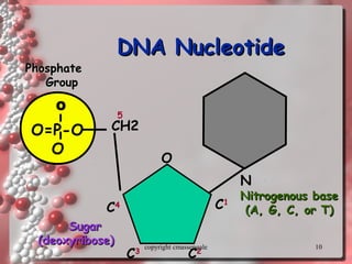 10
DNA NucleotideDNA Nucleotide
O=P-O
O
PhosphatePhosphate
GroupGroup
N
Nitrogenous baseNitrogenous base
(A, G, C, or T)(A, G, C, or T)
CH2
O
C1
C4
C3
C2
5
SugarSugar
(deoxyribose)(deoxyribose)
O
copyright cmassengale
 