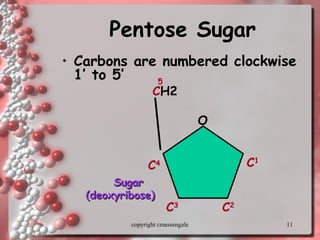 11
Pentose SugarPentose Sugar
• Carbons are numbered clockwise
1’ to 5’
CH2
O
C1
C4
C3
C2
5
SugarSugar
(deoxyribose)(deoxyribose)
copyright cmassengale
 