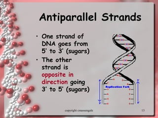 13
Antiparallel StrandsAntiparallel Strands
• One strand of
DNA goes from
5’ to 3’ (sugars)
• The other
strand is
opposite in
direction going
3’ to 5’ (sugars)
copyright cmassengale
 