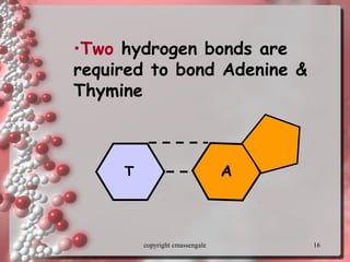 16
T A
•Two hydrogen bonds are
required to bond Adenine &
Thymine
copyright cmassengale
 