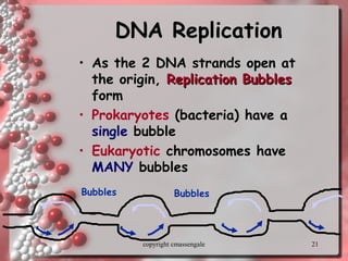 21
DNA ReplicationDNA Replication
• As the 2 DNA strands open atAs the 2 DNA strands open at
the origin,the origin, Replication BubblesReplication Bubbles
formform
• Prokaryotes (bacteria) have a
single bubble
• Eukaryotic chromosomes have
MANY bubbles
Bubbles Bubbles
copyright cmassengale
 