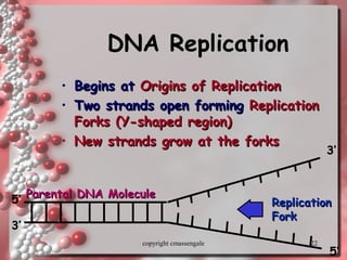 22
DNA ReplicationDNA Replication
• Begins atBegins at Origins of ReplicationOrigins of Replication
• Two strands open formingTwo strands open forming ReplicationReplication
Forks (Y-shaped region)Forks (Y-shaped region)
• New strands grow at the forksNew strands grow at the forks
ReplicationReplication
ForkFork
Parental DNA MoleculeParental DNA Molecule
3’
5’
3’
5’
copyright cmassengale
 