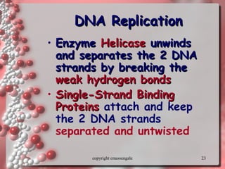 23
DNA ReplicationDNA Replication
• EnzymeEnzyme HelicaseHelicase unwindsunwinds
and separates the 2 DNAand separates the 2 DNA
strands by breaking thestrands by breaking the
weak hydrogen bondsweak hydrogen bonds
• Single-Strand BindingSingle-Strand Binding
ProteinsProteins attach and keep
the 2 DNA strands
separated and untwisted
copyright cmassengale
 