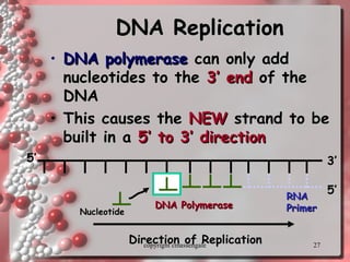 27
DNA ReplicationDNA Replication
• DNA polymeraseDNA polymerase can only addcan only add
nucleotides to thenucleotides to the 3’ end3’ end of theof the
DNADNA
• This causes theThis causes the NEWNEW strand to bestrand to be
built in abuilt in a 5’ to 3’ direction5’ to 3’ direction
RNARNA
PrimerPrimerDNA PolymeraseDNA Polymerase
NucleotideNucleotide
5’
5’ 3’
Direction of ReplicationDirection of Replicationcopyright cmassengale
 