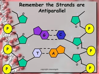 29
Remember the Strands areRemember the Strands are
AntiparallelAntiparallel
P
P
P
O
O
O
1
2
3
4
5
5
3
3
5
P
P
P
O
O
O
1
2 3
4
5
5
3
5
3
G C
T A
copyright cmassengale
 