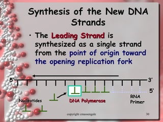30
Synthesis of the New DNASynthesis of the New DNA
StrandsStrands
• TheThe Leading StrandLeading Strand is
synthesized as a single strandsingle strand
from the point of origin toward
the opening replication fork
RNARNA
PrimerPrimerDNA PolymeraseDNA PolymeraseNucleotidesNucleotides
3’5’
5’
copyright cmassengale
 