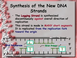 31
Synthesis of the New DNASynthesis of the New DNA
StrandsStrands
• TheThe Lagging StrandLagging Strand isis synthesized
discontinuouslydiscontinuously against overall direction of
replication
• This strand is made in MANY short segments
It is replicated from the replication fork
toward the origin
RNA PrimerRNA Primer
Leading StrandLeading Strand
DNA PolymeraseDNA Polymerase
5
’
5’
3’
3’
Lagging StrandLagging Strand
5’
5’
3’
3’ copyright cmassengale
 