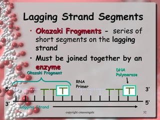 32
Lagging Strand SegmentsLagging Strand Segments
• Okazaki FragmentsOkazaki Fragments -- series of
short segments on the lagginglagging
strandstrand
• Must be joined together by anMust be joined together by an
enzymeenzyme
Lagging Strand
RNARNA
PrimerPrimer
DNADNA
PolymerasePolymerase
3’
3’
5’
5’
Okazaki FragmentOkazaki Fragment
copyright cmassengale
 