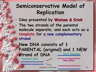 36
Semiconservative Model ofSemiconservative Model of
ReplicationReplication
• Idea presented byIdea presented by Watson & CrickWatson & Crick
• TheThe two strands of the parental
molecule separate, and each acts as a
template for a new complementary
strand
• New DNA consists of 1
PARENTAL (original) and 1 NEW
strand of DNA
Parental DNA
DNA Template
New DNA
copyright cmassengale
 