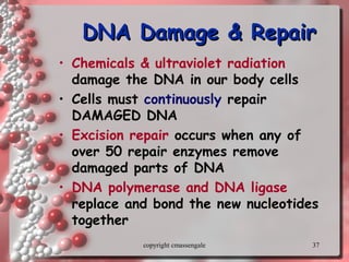 37
DNA Damage & RepairDNA Damage & Repair
• Chemicals & ultraviolet radiation
damage the DNA in our body cells
• Cells must continuously repair
DAMAGED DNA
• Excision repair occurs when any of
over 50 repair enzymes remove
damaged parts of DNA
• DNA polymerase and DNA ligase
replace and bond the new nucleotides
together
copyright cmassengale
 