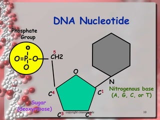 10
DNA Nucleotide
O=P-O
O
Phosphate
Group
N
Nitrogenous base
(A, G, C, or T)
CH2
O
C1
C4
C3 C2
5
Sugar
(deoxyribose)
O
copyright cmassengale
 