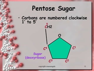 11
Pentose Sugar
• Carbons are numbered clockwise
1’ to 5’
CH2
O
C1
C4
C3 C2
5
Sugar
(deoxyribose)
copyright cmassengale
 