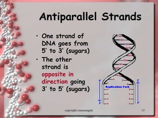 13
Antiparallel Strands
• One strand of
DNA goes from
5’ to 3’ (sugars)
• The other
strand is
opposite in
direction going
3’ to 5’ (sugars)
copyright cmassengale
 