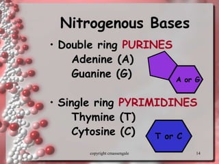 14
Nitrogenous Bases
• Double ring PURINES
Adenine (A)
Guanine (G)
• Single ring PYRIMIDINES
Thymine (T)
Cytosine (C) T or C
A or G
copyright cmassengale
 