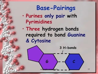 15
Base-Pairings
• Purines only pair with
Pyrimidines
• Three hydrogen bonds
required to bond Guanine
& Cytosine
C
G
3 H-bonds
copyright cmassengale
 