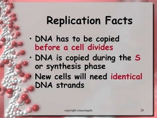 20
Replication Facts
• DNA has to be copied
before a cell divides
• DNA is copied during the S
or synthesis phase
• New cells will need identical
DNA strands
copyright cmassengale
 