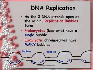 21
DNA Replication
• As the 2 DNA strands open at
the origin, Replication Bubbles
form
• Prokaryotes (bacteria) have a
single bubble
• Eukaryotic chromosomes have
MANY bubbles
Bubbles Bubbles
copyright cmassengale
 