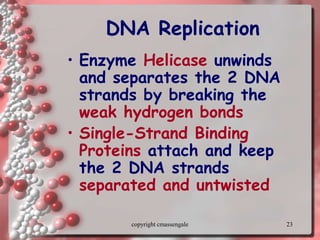 23
DNA Replication
• Enzyme Helicase unwinds
and separates the 2 DNA
strands by breaking the
weak hydrogen bonds
• Single-Strand Binding
Proteins attach and keep
the 2 DNA strands
separated and untwisted
copyright cmassengale
 