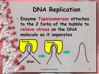 24
DNA Replication
• Enzyme Topoisomerase attaches
to the 2 forks of the bubble to
relieve stress on the DNA
molecule as it separates
Enzyme
DNA
Enzyme
copyright cmassengale
 
