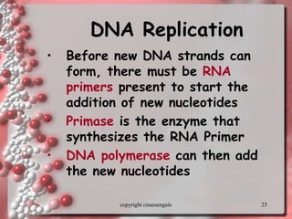 25
DNA Replication
• Before new DNA strands can
form, there must be RNA
primers present to start the
addition of new nucleotides
• Primase is the enzyme that
synthesizes the RNA Primer
• DNA polymerase can then add
the new nucleotides
copyright cmassengale
 