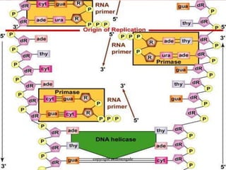 26
copyright cmassengale
 
