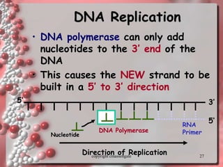 27
DNA Replication
• DNA polymerase can only add
nucleotides to the 3’ end of the
DNA
• This causes the NEW strand to be
built in a 5’ to 3’ direction
RNA
Primer
DNA Polymerase
Nucleotide
5’
5’ 3’
Direction of Replication
copyright cmassengale
 