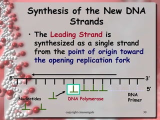 30
Synthesis of the New DNA
Strands
• The Leading Strand is
synthesized as a single strand
from the point of origin toward
the opening replication fork
RNA
Primer
DNA Polymerase
Nucleotides
3’
5’
5’
copyright cmassengale
 