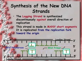 31
Synthesis of the New DNA
Strands
• The Lagging Strand is synthesized
discontinuously against overall direction of
replication
• This strand is made in MANY short segments
It is replicated from the replication fork
toward the origin
RNA Primer
Leading Strand
DNA Polymerase
5
’
5’
3’
3’
Lagging Strand
5’
5’
3’
3’ copyright cmassengale
 