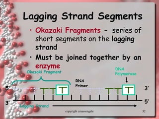 32
Lagging Strand Segments
• Okazaki Fragments - series of
short segments on the lagging
strand
• Must be joined together by an
enzyme
Lagging Strand
RNA
Primer
DNA
Polymerase
3’
3’
5’
5’
Okazaki Fragment
copyright cmassengale
 