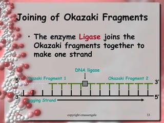 33
Joining of Okazaki Fragments
• The enzyme Ligase joins the
Okazaki fragments together to
make one strand
Lagging Strand
Okazaki Fragment 2
DNA ligase
Okazaki Fragment 1
5’
5’
3’
3’
copyright cmassengale
 