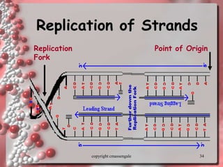 34
Replication of Strands
Replication
Fork
Point of Origin
copyright cmassengale
 