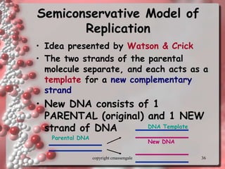 36
Semiconservative Model of
Replication
• Idea presented by Watson & Crick
• The two strands of the parental
molecule separate, and each acts as a
template for a new complementary
strand
• New DNA consists of 1
PARENTAL (original) and 1 NEW
strand of DNA
Parental DNA
DNA Template
New DNA
copyright cmassengale
 