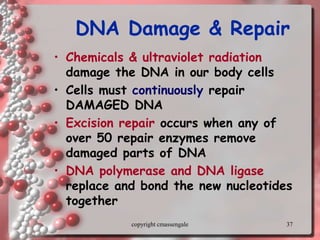 37
DNA Damage & Repair
• Chemicals & ultraviolet radiation
damage the DNA in our body cells
• Cells must continuously repair
DAMAGED DNA
• Excision repair occurs when any of
over 50 repair enzymes remove
damaged parts of DNA
• DNA polymerase and DNA ligase
replace and bond the new nucleotides
together
copyright cmassengale
 