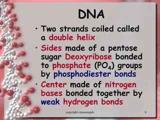 6
DNA
• Two strands coiled called
a double helix
• Sides made of a pentose
sugar Deoxyribose bonded
to phosphate (PO4) groups
by phosphodiester bonds
• Center made of nitrogen
bases bonded together by
weak hydrogen bonds
copyright cmassengale
 