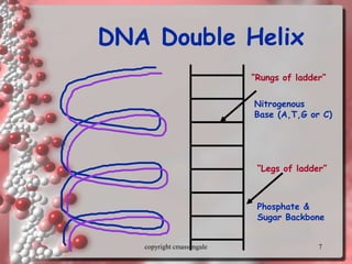 7
DNA Double Helix
Nitrogenous
Base (A,T,G or C)
“Rungs of ladder”
“Legs of ladder”
Phosphate &
Sugar Backbone
copyright cmassengale
 
