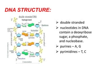 DNA STRUCTURE:
 double stranded
 nucleotides in DNA
contain a deoxyribose
sugar, a phosphate,
and nucleobase.
 purines – A, G
 pyrimidines – T, C
 