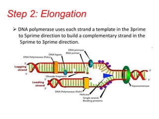 Step 2: Elongation
 DNA polymerase uses each strand a template in the 3prime
to 5prime direction to build a complementary strand in the
5prime to 3prime direction.
 