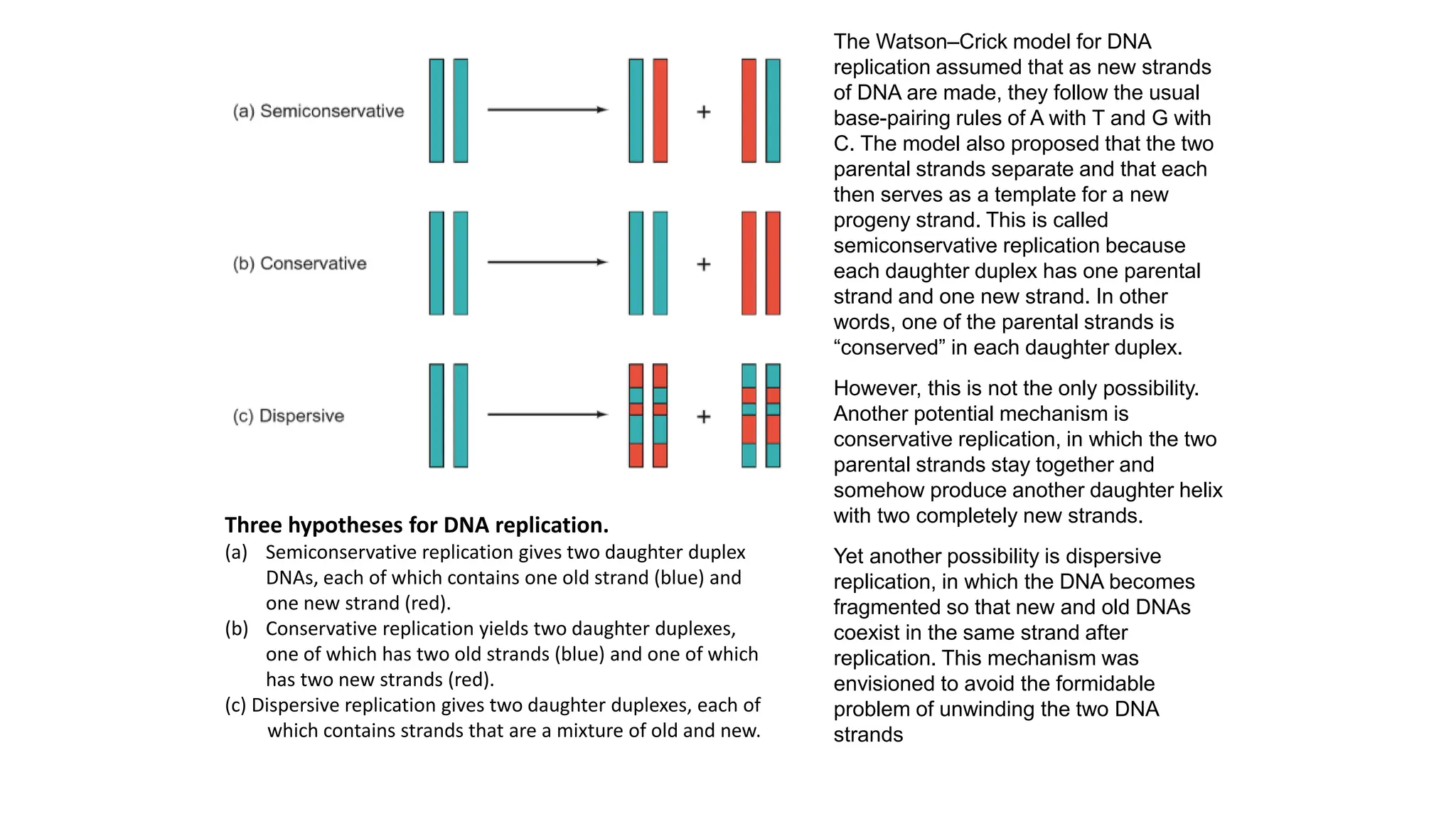 DNA replication process fundamental pptx | PPT